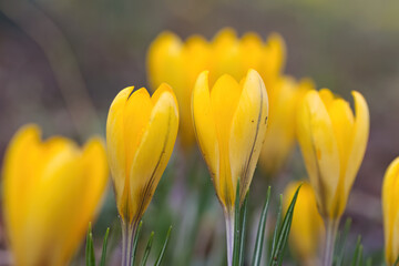 Fototapeta premium Yellow crocus petals against a dark background, yellow flowers slightly open, crocuses with slightly open flowers, many crocuses, green stems, early bloomers, harbingers of spring