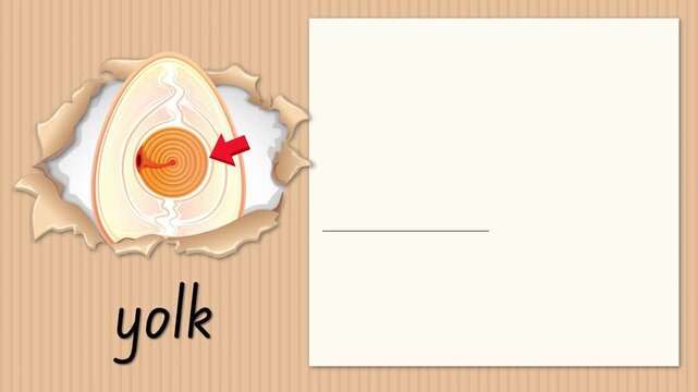 Educational Alphabet Animation for Letter Y with Egg Yolk Illustration