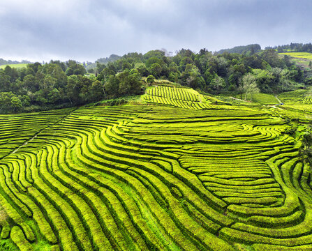 Aerial drone view of shapes of Cha Gorreana tea plantation at Sao Miguel, Azores, Portugal.