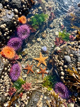 Colorful Sea Anemones and Starfish in a Coastal Tide Pool