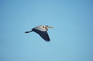 Fototapeta premium Grey heron bird flies across clear blue sky. Its wings are spread wide as it soars through air, showcasing its graceful flight, wild nature. This image captures moment of freedom, natural beauty.