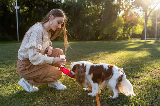 A girl gives her Cavalier Spaniel water from a drinking bowl in a park during a walk closeup no face unrecognizable