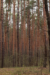 Obraz premium Dense pine forest with tall slender trees. Landscape of a pine forest with vertical tree trunks and natural undergrowth. Atmosphere of wild nature, peace and ecology. View of the forest