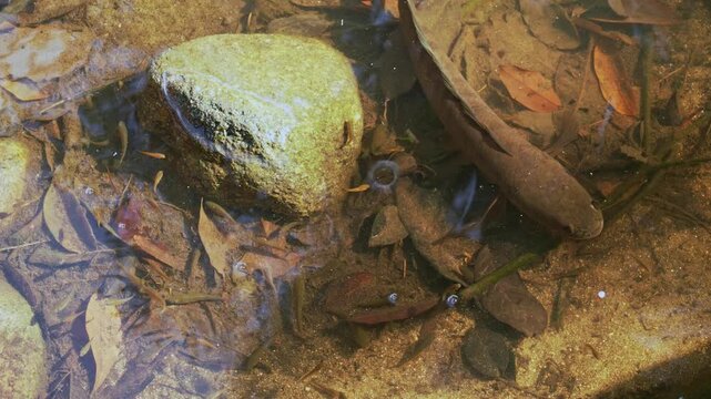 Snakehead fish moving and breathing in clear water. Close up.
