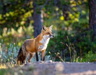 Fototapeta premium Red Fox Portrait With Orange Fur Standing Alert In A Sunlit Forest Clearing Golden Hour Wildlife Photography With Blurred Green Nature Background