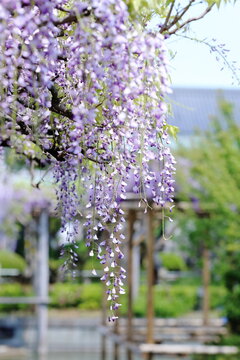 東京、亀戸天神の藤棚7 / Wisteria trellis at Kameido Tenjin Shrine in Tokyo 7