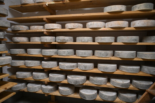 forme di formaggio trentino pejo Val di Sole 