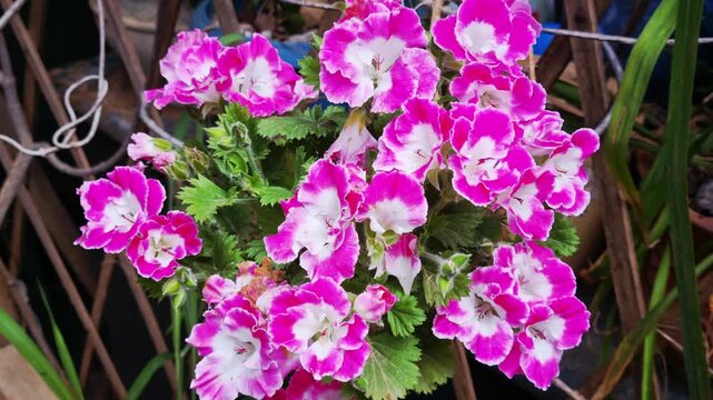 Close-up of vibrant pink and white geranium flowers (Pelargonium) in full bloom, surrounded by green foliage. A colorful garden scene ideal for spring, summer, nature, and floral design concepts