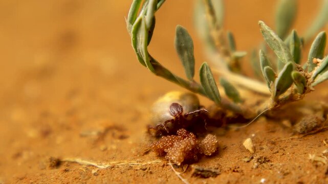 Macro of a tick laying hundreds of eggs in moist sandy soil under a plant, then departing. High-detail parasitology scene highlighting vector reproduction, useful for medical, veterinary, pest control