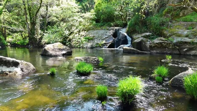Serene mountain river flowing through green forest