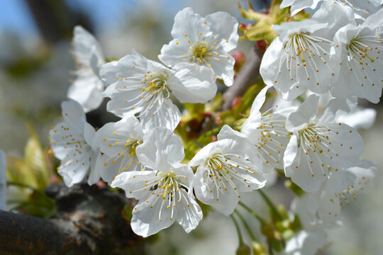 Sweet cherry branch with white flowers - Latin name - Prunus avium
