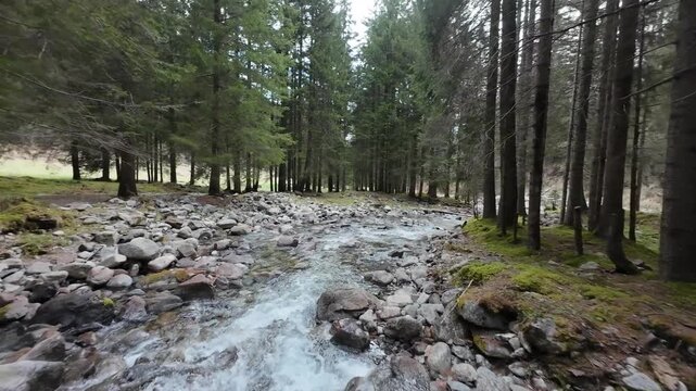 fiume bosco Val di Sole Trentino Italia acqua torrente 