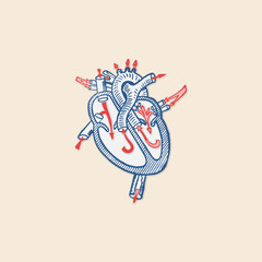 Fototapeta premium Heart anatomical drawing veins circulation blood pressure retro logo vintage illustration design