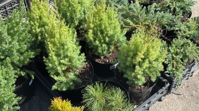 Small juniper bushes in pots sunlit nursery market display, black grow bags on gravel aisle, overhead angle highlights dense.