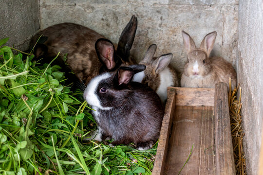 Baby rabbits in a rabbit hutch, cuniculus
