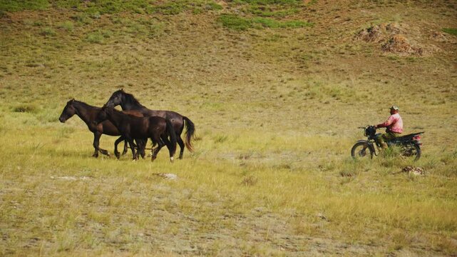 Rider on a motorcycle watches dark horses gallop across a grassy field. The rider remains calm, observing the horses' free movement. This footage captures the serene interaction between humans