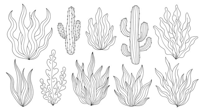 Comprehensive collection of various underwater seaweeds and desert cacti shown in a detailed line art drawing.