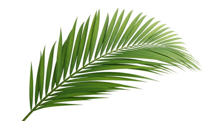 Fototapeta premium Palm frond isolated on transparent background