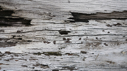 Naklejka premium Old weathered wood texture with peeling surface, rustic brown natural background