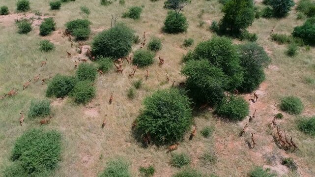 Aerial view of a herd of impala antelopes (Aepyceros melampus) in pristine African savannah habitat