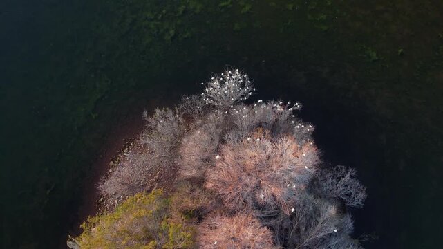 Aerial view of white cattle egrets (Bubulcus ibis) roosting in trees on an island, South Africa