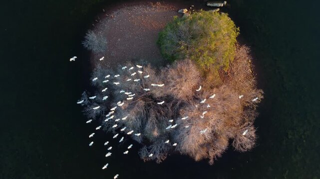 White cattle egrets (Bubulcus ibis) flying to roost in trees on an island, South Africa