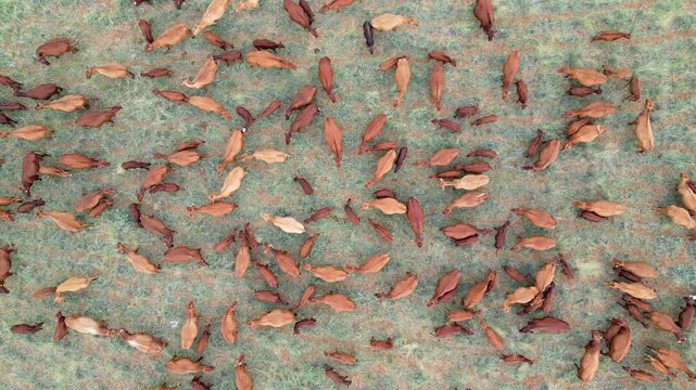 Aerial view of free-range cattle grazing on a rural farm, South Africa
