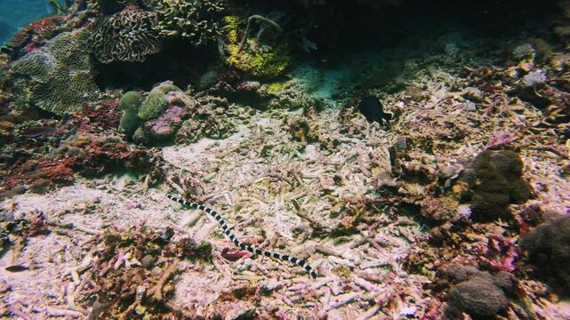 Banded Sea Krait, Laticauda colubrina, swimming over a tropical coral reef