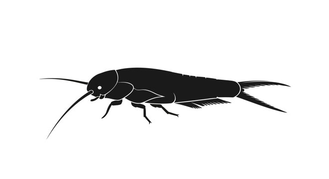 Black cockroach insect side view.