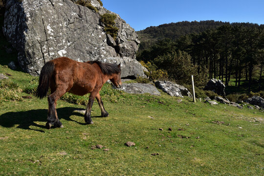 Caballo caminando en el monte junto a unas rocas