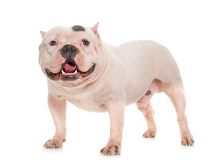 Fototapeta premium white american bully