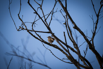 Ptaki, natura, woda, zwierzęta, wiosna,  © Adrian Jaśpiński