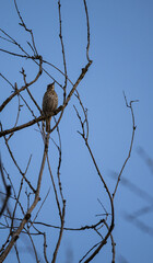 Ptaki, natura, woda, zwierzęta, wiosna,  © Adrian Jaśpiński