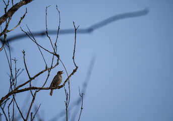 Ptaki, natura, woda, zwierzęta, wiosna,  © Adrian Jaśpiński