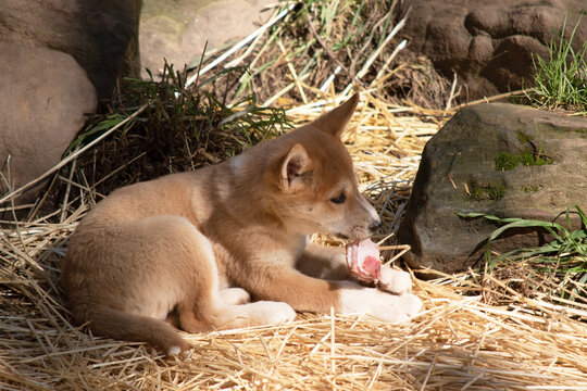 Dingos usually have a ginger coat and most have white markings on their feet, tail tip and chest.