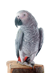 Obraz premium African grey parrot