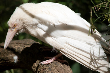 Obraz premium this is a very rare albino raven