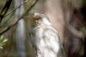 Obraz premium the albino raven has white feathers and a cream beak