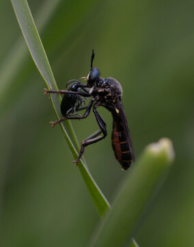 Red-bellied Robber Fly Choerades gilva hunting and eating a beetle on grass blade