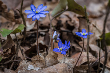 Kwiaty, natura, las, fotografia leśna, wiosna © Adrian Jaśpiński