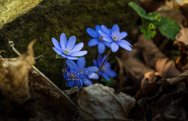 Kwiaty, natura, las, fotografia leśna, wiosna © Adrian Jaśpiński