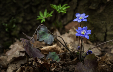 Kwiaty, natura, las, fotografia leśna, wiosna © Adrian Jaśpiński