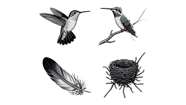 Hummingbird Collection: A beautiful collection of hummingbird illustrations. The detail shows of hummingbird, feather and a nest in ink style, in a collection.