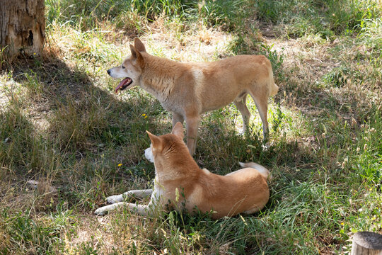 the two dingos are in a grassy field