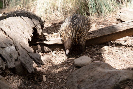 the echnidna is looking for ants to eat