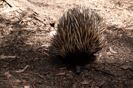 the echnidna is looking for ants to eat