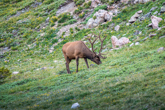 Resting Elk on Alpine Slope in Rocky Mountain NP, Colorado