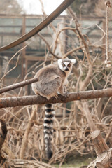 Fototapeta premium Close-up portrait of a cute lemur with expressive eyes at Zájezd Zoo, charming wildlife photography of exotic primate in a naturalistic habitat, Czech Republic, March 2026