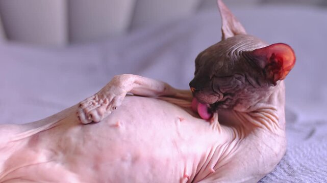 Egyptian sphinx cat licking himself while sitting on the bed. Close-up of a bald cat licking his body. Slow motion
