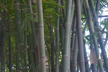 Obraz premium Green bamboo stalks with natural textured sheaths in a tropical forest thicket.